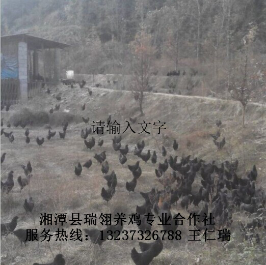 五黑一绿绿壳蛋鸡|湖南绿壳蛋鸡苗 