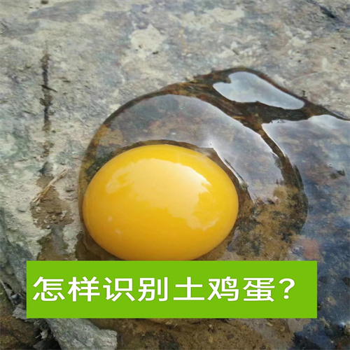湖南土鸡苗养殖