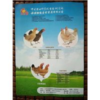 中国农科院家禽研究所鸡苗品种 
