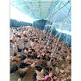 高产型绿壳蛋鸡|湖南土鸡苗养殖 