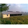 湖南鸡舍建造|湖南土鸡养殖场 