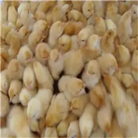 湖南土鸡苗批发价格