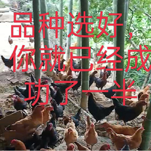 湖南土鸡苗批发