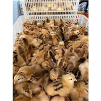 湖南绿壳蛋鸡苗