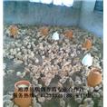 绿壳蛋鸡苗|湖南绿壳蛋鸡苗 