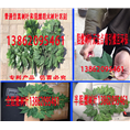 大量供应防火全阻燃树叶防火仿真树叶造景