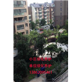 苏州绿化养护学校小区绿化护养单位绿化养护 