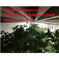 大量供应消防通过的防火叶防火室内仿真植物