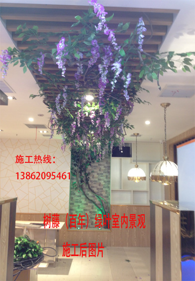 苏州昆山常熟真藤条插叶插豆花挂顶景观装饰 