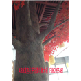 苏州无锡上海常熟各种仿真红枫树 