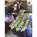 大量供应防火全阻燃树叶防火仿真树叶造景