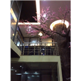 苏州上海昆山常熟仿真桃花树 