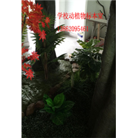 苏州吴江常熟昆山学校实验室仿真动植物标本室制作 