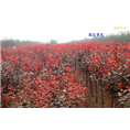 红叶赤果&辽宁红叶赤果&辽宁美国蓝杉 
