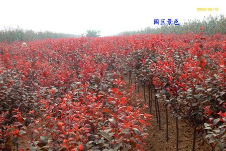 红叶赤果&辽宁红叶赤果&辽宁美国蓝杉 