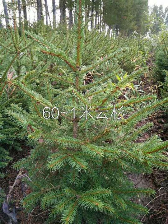 辽宁60-1米云杉 