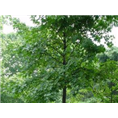 五角枫*辽宁五角枫基地￥辽宁五角枫价格】 