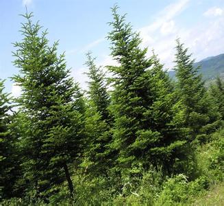 冷杉%辽宁冷杉种植基地出售美国蓝杉 