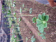云南滇重楼种植基地 