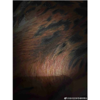 徐州纹身店【苍魂刺青】