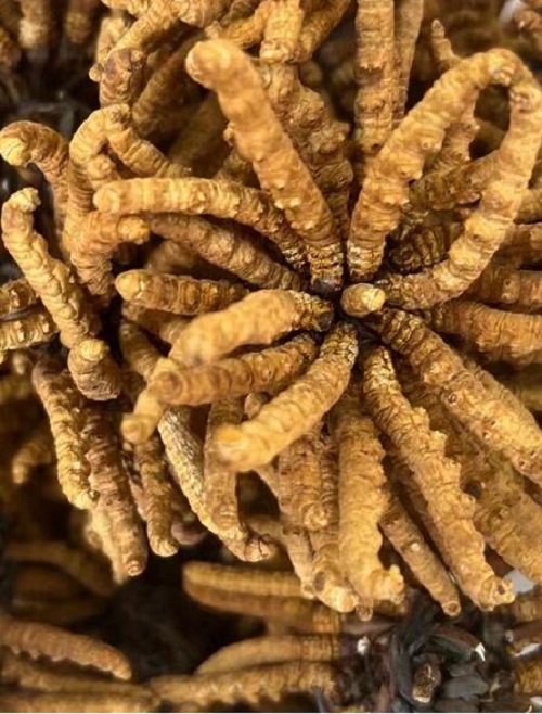 桂林散装虫草回收电话