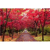河北香樟苗木基地 