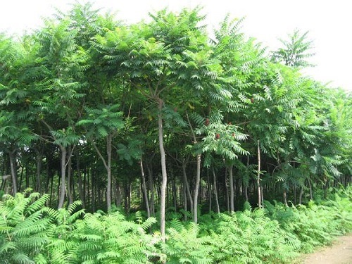 襄阳黄金嘧桃苗基地 