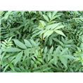 湖北树苗批发