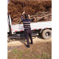 襄阳布朗李苗木基地公司13477598808 
