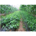 湖北树苗批发
