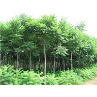 襄阳黄金嘧桃苗基地 