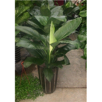昆山绿植盆栽_昆山绿植租赁