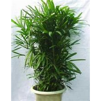 昆山绿植盆栽_昆山绿植租赁