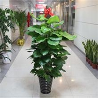 昆山绿植盆栽_昆山绿植租赁