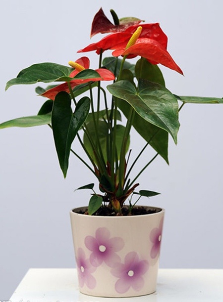 昆山花卉租摆，昆山花卉租赁