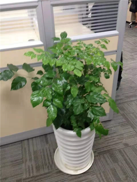 昆山办公室绿化