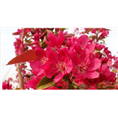 昆山鲜花租赁 