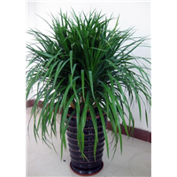 昆山绿植盆栽_昆山绿植租赁