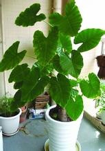 昆山绿植租赁，昆山盆景租摆 