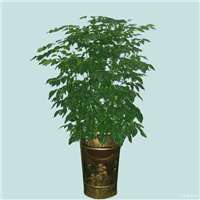 昆山绿植盆栽_昆山绿植租赁