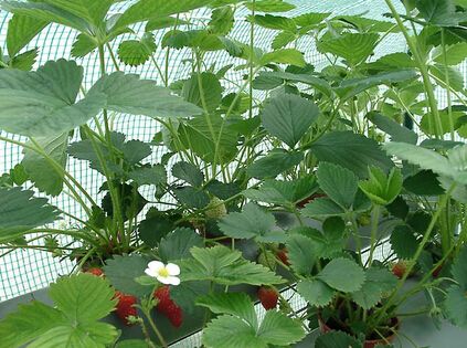 【草莓苗供应】选购草莓的方法 