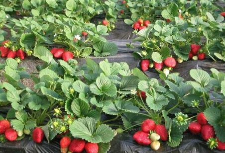 【草莓苗供应】草莓苗盆栽技术介绍 