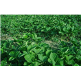 提高草莓移栽成活率的八要素|甜宝草莓苗 