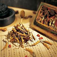 无锡回收冬虫夏草 