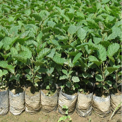 佛山黄花风铃木种苗|广州种苗|广东种苗 