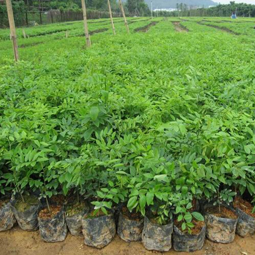 天河种苗、天河黄花梨种苗、广州黄花梨种苗 