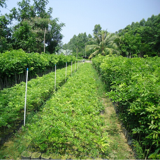 广东种苗，广东黄花梨种苗，中山黄花梨种苗 