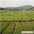 广东种苗-广州仪花种苗-龙洞仪花种苗 