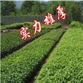 广州种苗、广州绿化种苗、广东绿化种苗 