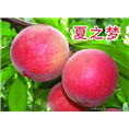 —夏之梦桃—广西桃树苗│广西桃树苗价格 